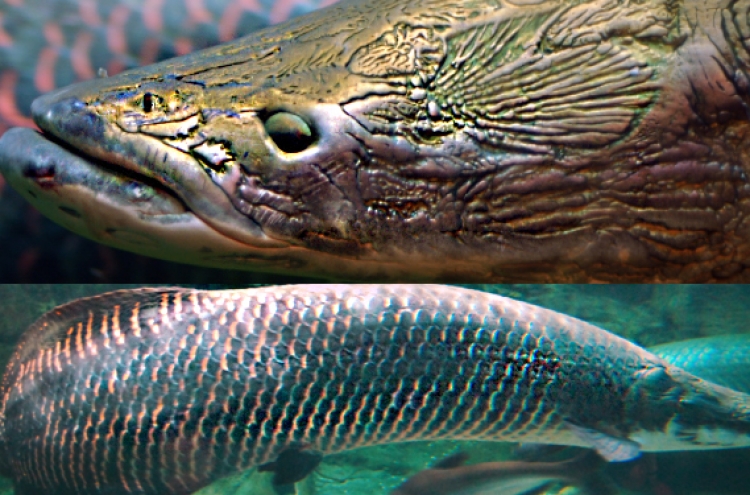 전설적 물고기, ‘죽음의 미사일’인 이유