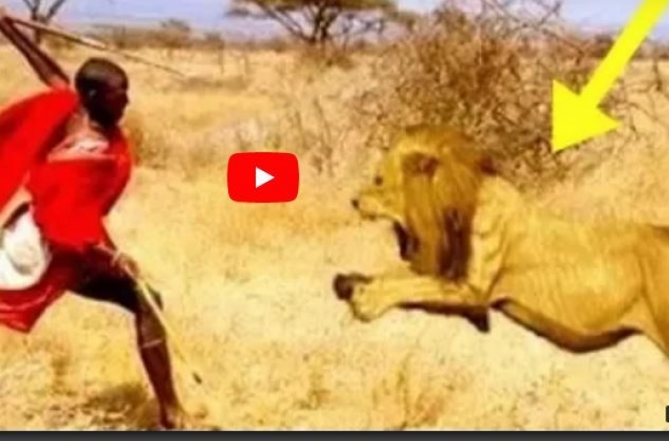 (영상) 사자 습격에 ‘정면돌파’로 맞선 마사이족
