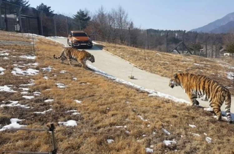 Korea to open Asia's largest arboretum with released Siberian tigers next week