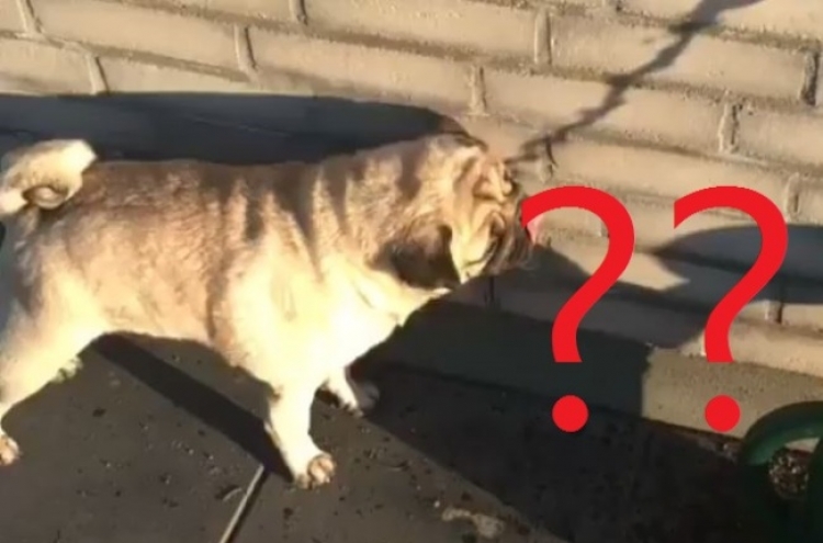 (영상) ‘견공이 기가 막혀’ 물 마시려는 犬 진풍경