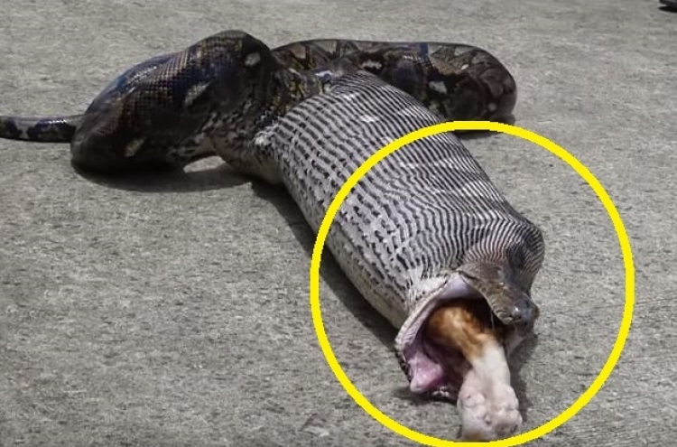 (영상) 고양이 삼켰다가 통째로 토한 뱀