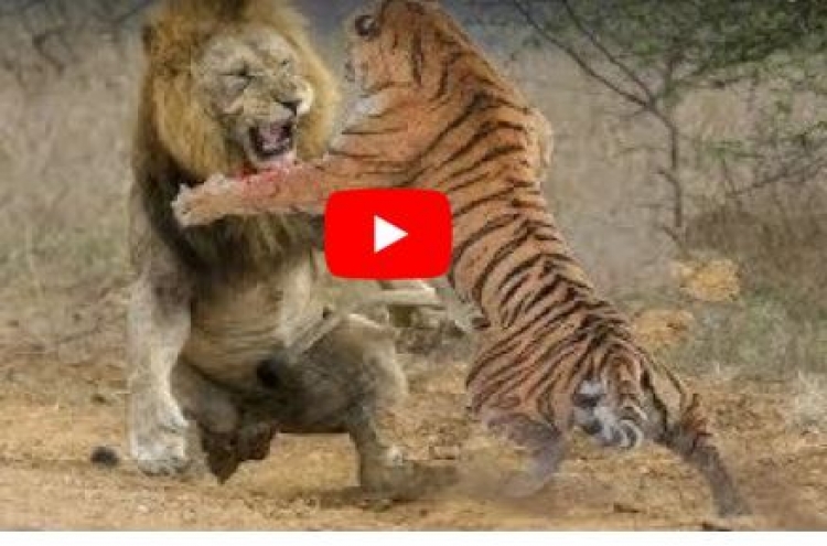 (영상) 1대3 사자 떼에 밀리던 호랑이의 '극장골'