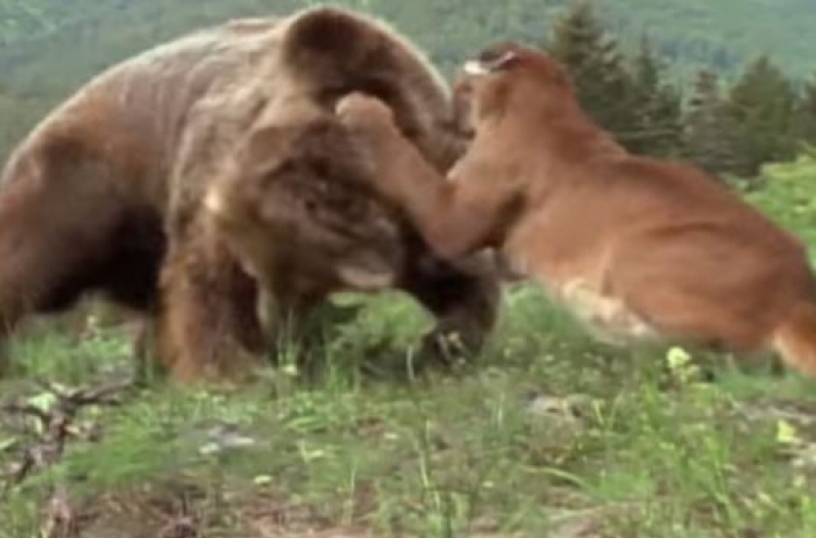 (영상) 불곰 목뼈에 송곳니 박는 퓨마