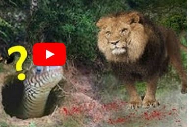 (영상) 사자 때리고 생매장하는 비단구렁이