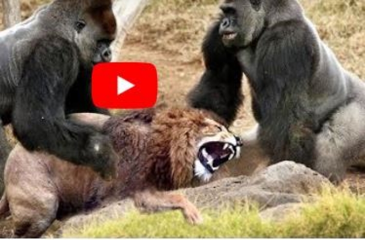 (영상) 사자 뒤통수 발로 차는 고릴라