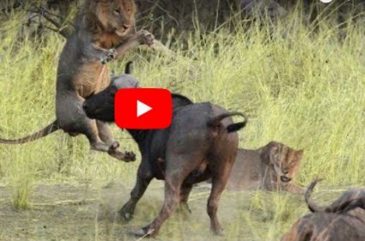 (영상) 밥벌이는 하겠다던 사자 ‘중태’