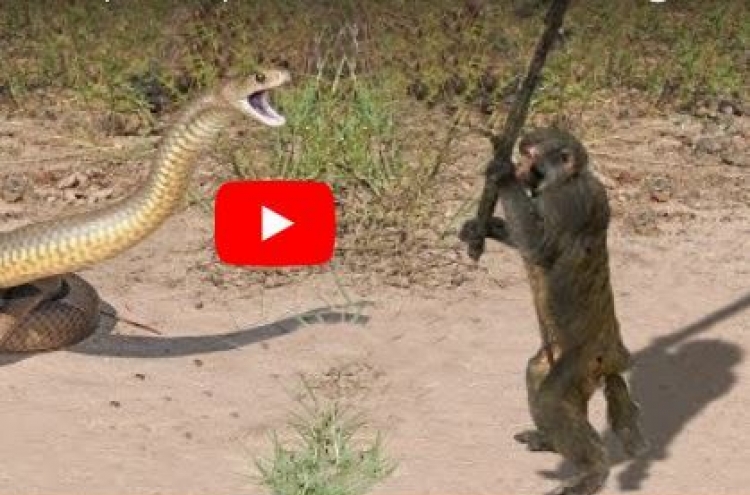(영상) 코브라 토막 내는 개코원숭이