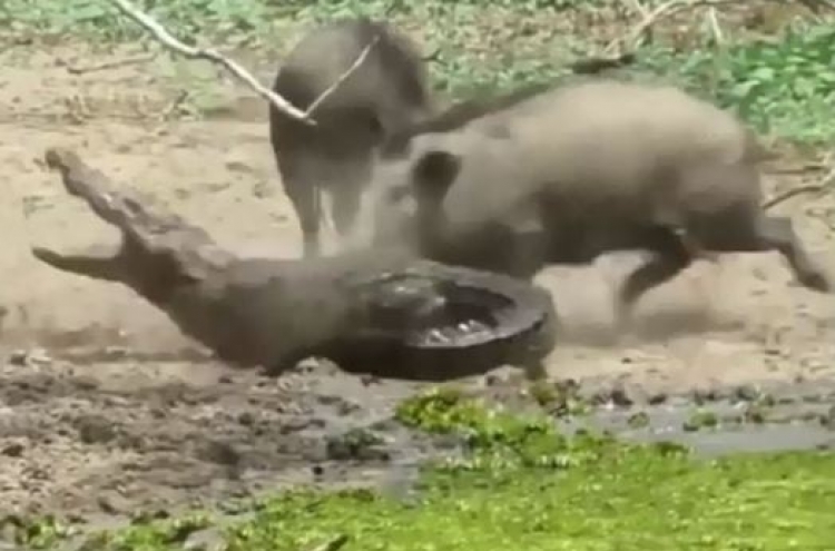 (영상) 멧돼지가 악어 잡는 이변 연출하다