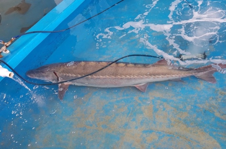 Wild sturgeon weighing 55 kg caught in Taean
