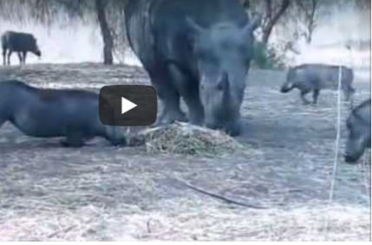 (영상) 코뿔소 자치기에 하늘로 사라진 멧돼지