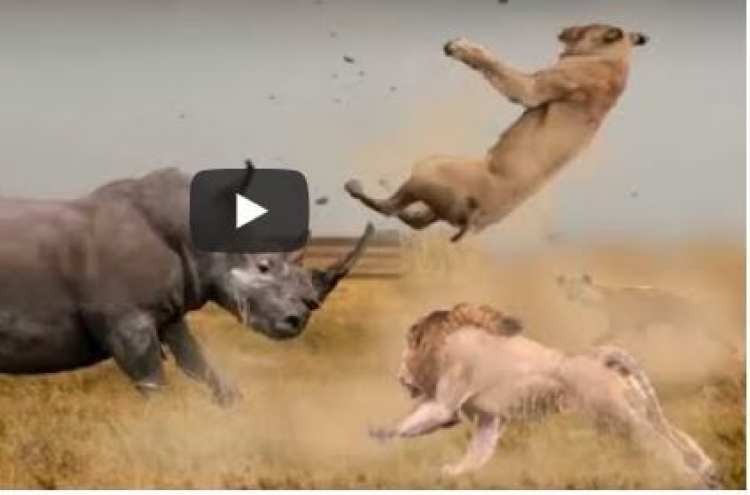 (영상) 헛물켜는 사자떼 역습으로 갈기는 코뿔소