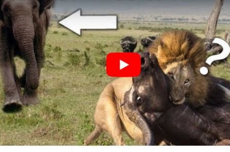 (영상) 코끼리 덮친 사자 들이받는 들소