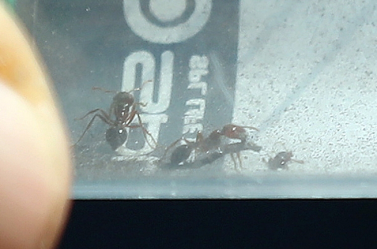 Red fire ant queen discovered for 1st time in S. Korea