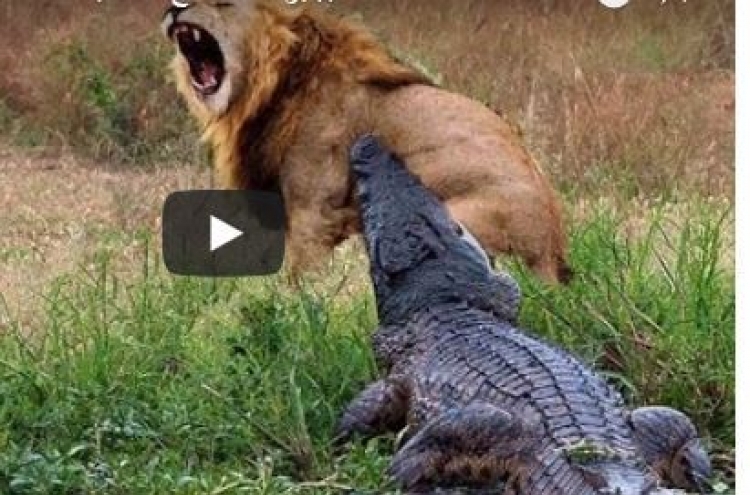 (영상) 사자 죽인 뒤 구경하는 악어