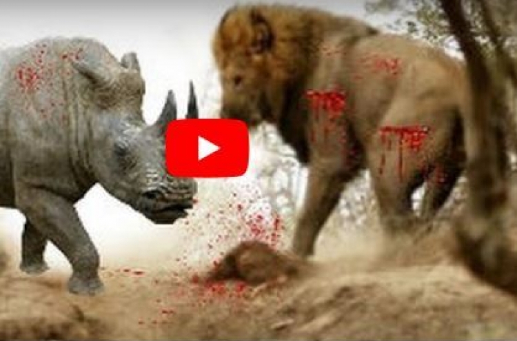 (영상) 성난 코뿔소 앞 ‘선처 호소하는’ 사자