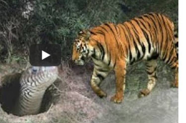 (영상) 호랑이 목조르고 파묻는 비단뱀