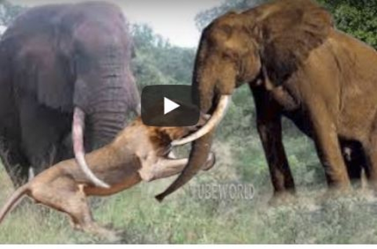 (영상) 코끼리 물어뜯다가 된통 당하는 사자