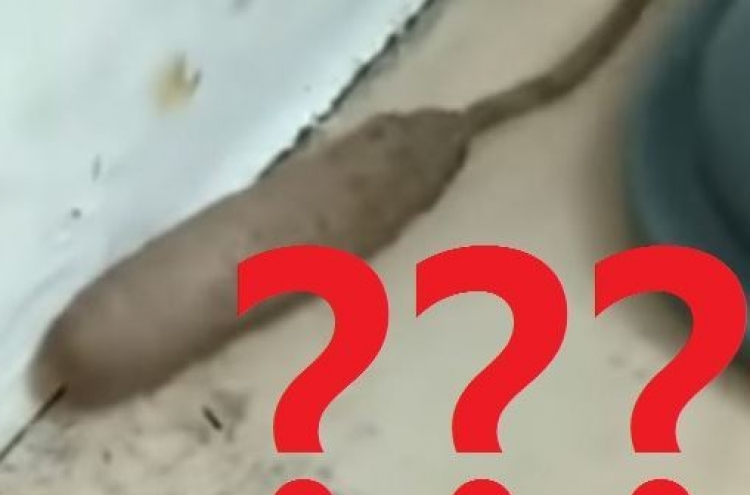 (영상) 쥐+지렁이? ‘괴생명체’에 화들짝 놀란 주부