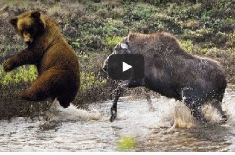 (영상) 사슴 철벽수비에 맥없이 주저앉는 그리즐리베어