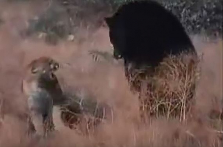 (영상) 헤비급 불곰의 머리통 갈기는 퓨마