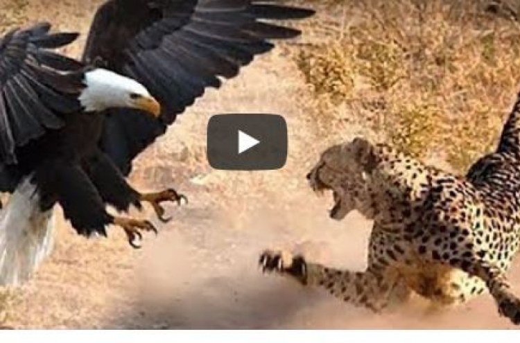 (영상) 킬리만자로 표범 때려죽이는 독수리