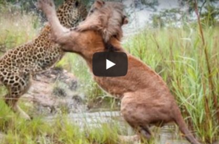 (영상) ‘무단침입’ 사자 묵사발 내는 표범