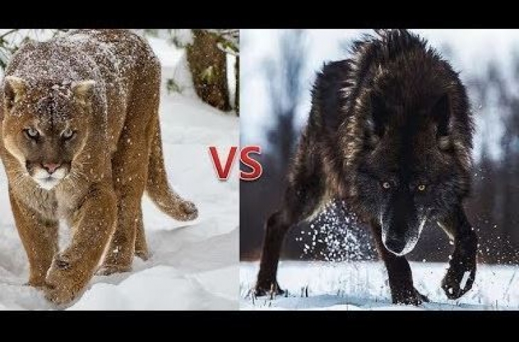 (영상) 독오른 퓨마, 늑대 찾아가 ‘원샷원킬’
