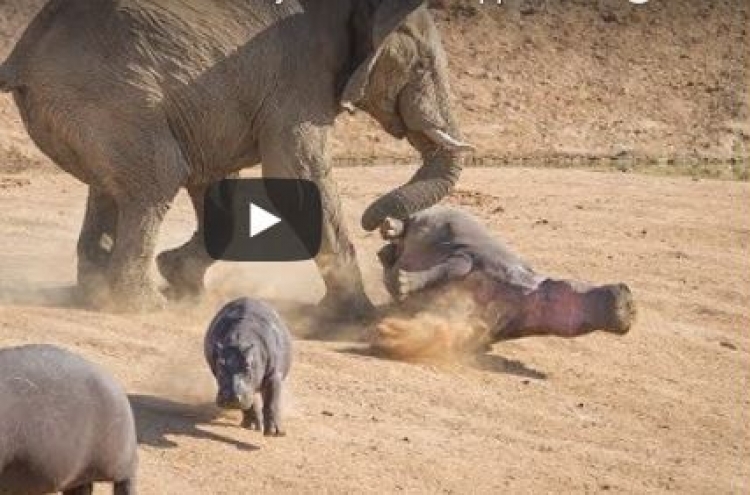 (영상) 코끼리 마구잡이 폭행에 하마 ‘중태’