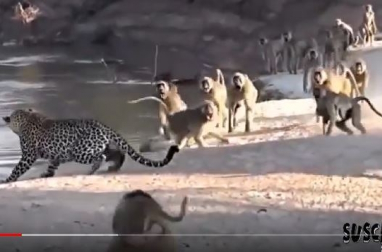 (영상) 원숭이한테 '가두리양식' 당하는 표범