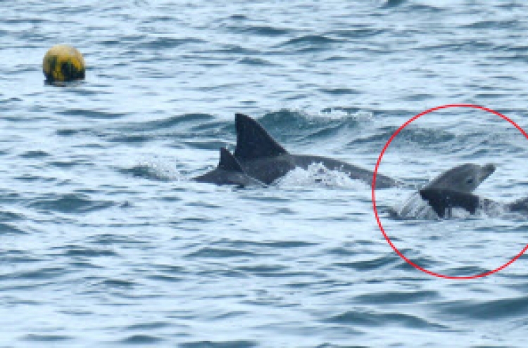 Released dolphin confirmed to have given birth in wild