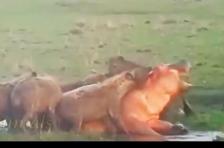 (영상) 하마 죽이는 하이에나...동아프리카 전율