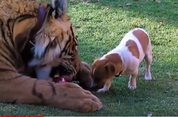 (영상) 호랑이 간식 훔치는 개...생의 종착역?