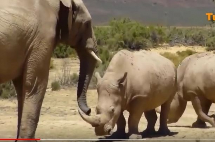 (영상) 코뿔소 훈계하다 어퍼컷 맞는 코끼리