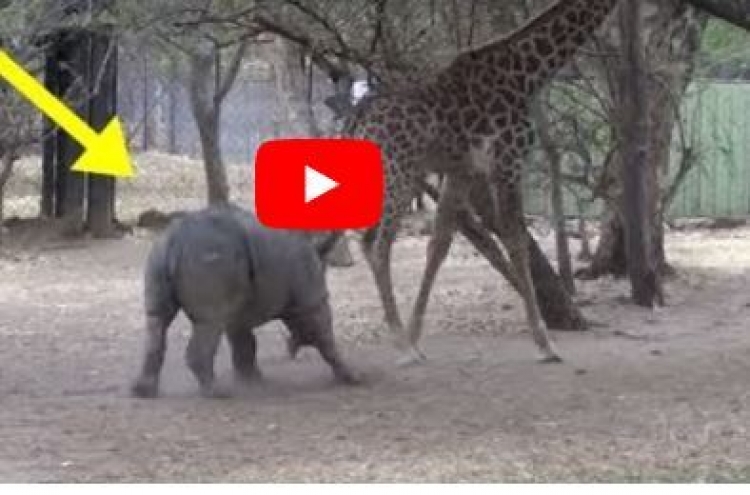 (영상) 코뿔소 불시에 마구 때리는 기린