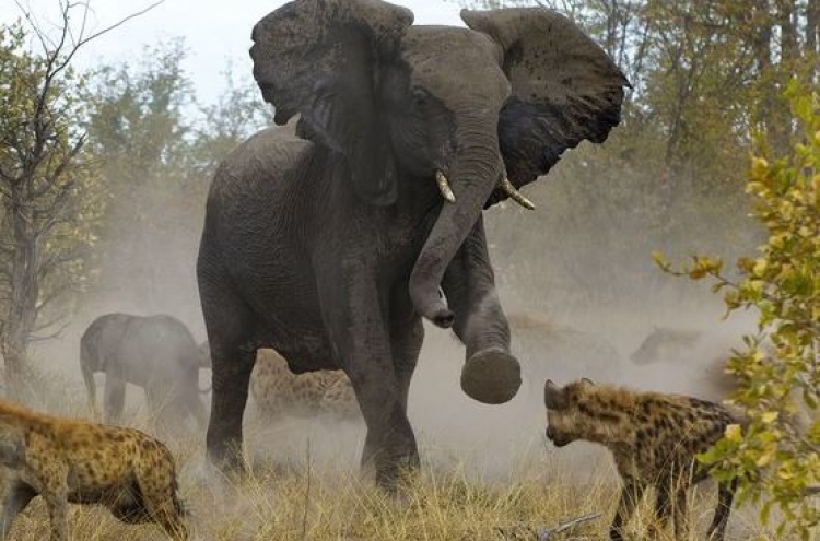 (영상) 하이에나 '핵이빨'에 죽어간 코끼리