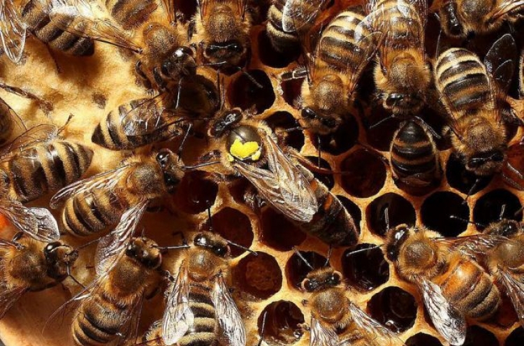 Man dies after 19 bee stings