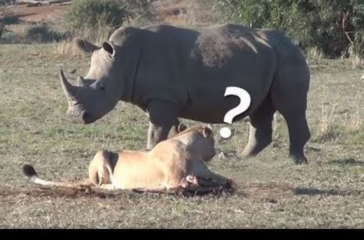 (영상) 기고만장하던 코뿔소 ‘업어치기 한판패’