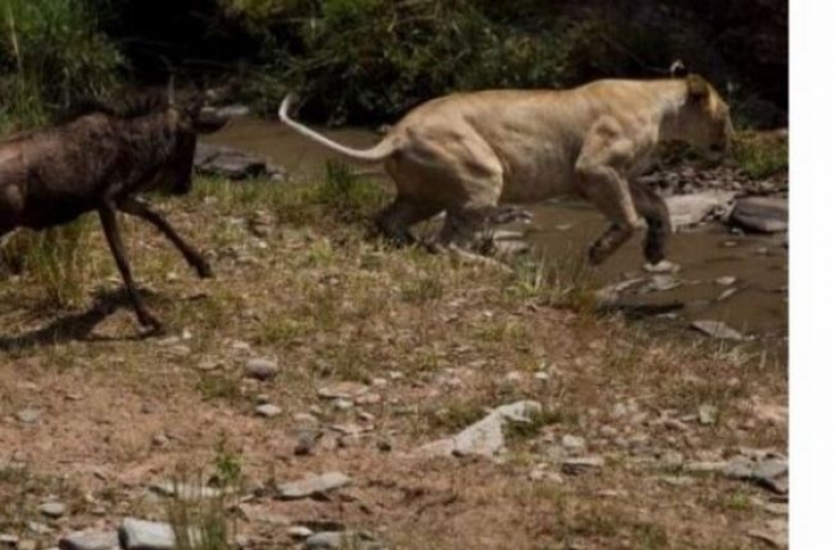 (영상) 쫓기던 사자, 이단옆차기 맞고 ‘중태’