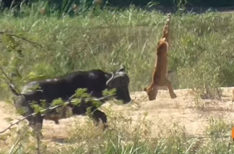 (영상) 사자 이마에다 강슛...‘비거리 어마어마’