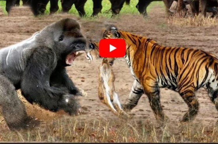(영상) 호랑이 후려갈기고 내빼는 오랑우탄