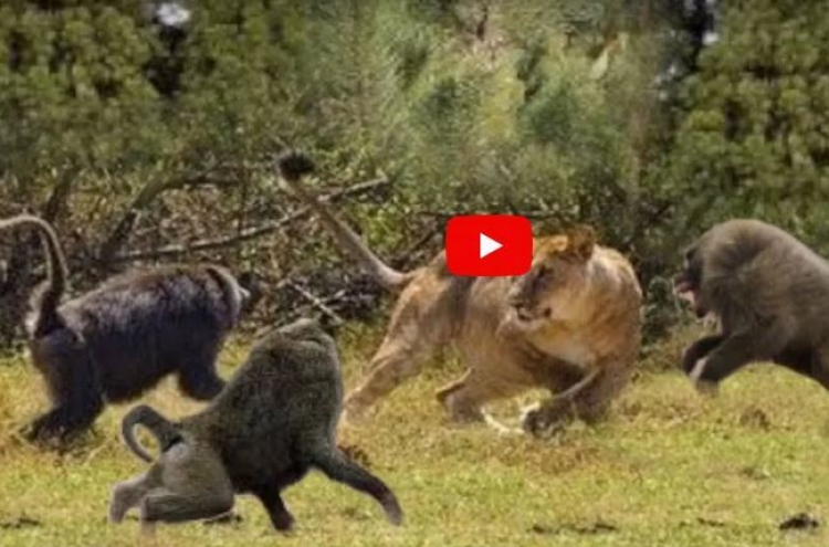 (영상) 돌주먹으로 사자 턱뼈 빠개는 원숭이