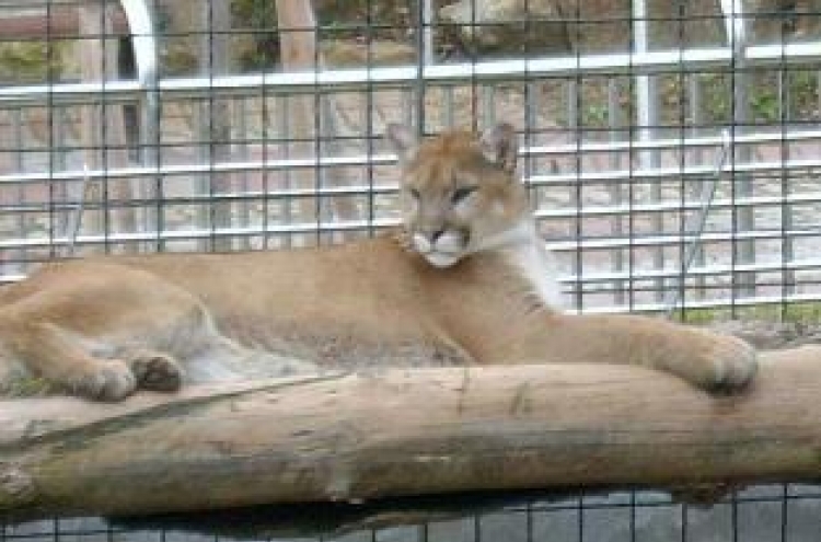 Puma caught after fleeing zoo in Daejeon