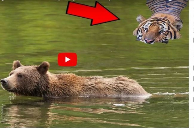 (영상) 잠자던 호랑이 패고 사라진 불곰