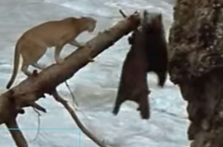 (영상) 로키산맥 불곰 작살낸 퓨마
