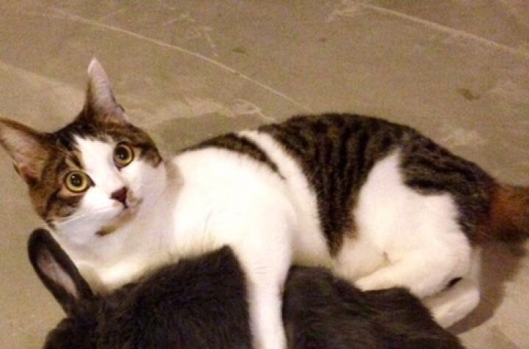 갇힌 고양이를 구한 토끼…’고양이 프리즌 브레이크’
