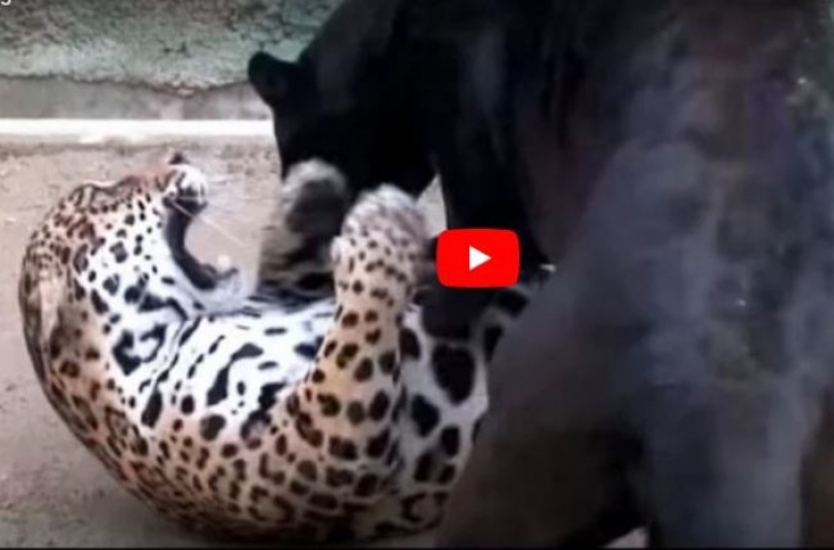 (영상) 재규어와 검은표범의 숨막히는 접전