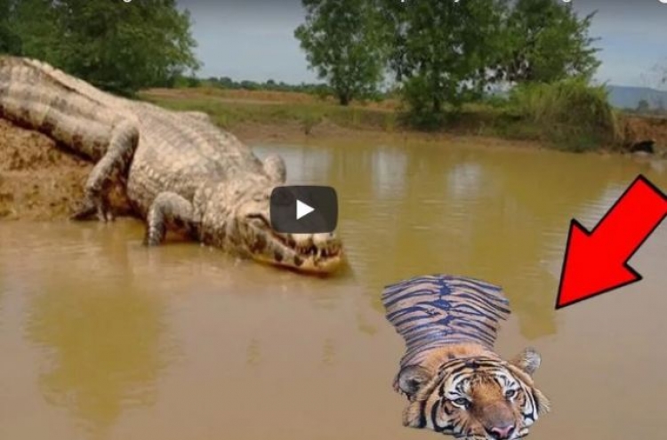 (영상) 악어 급습받은 호랑이의 ‘생존 몸부림’