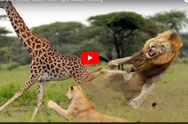 (영상) 이성 잃은 기린...사자 급소 빻아 ‘저세상’ 보내다