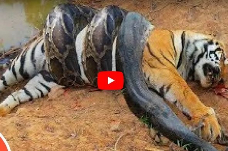 (영상) 호랑이 사지 마비시키는 킹코브라