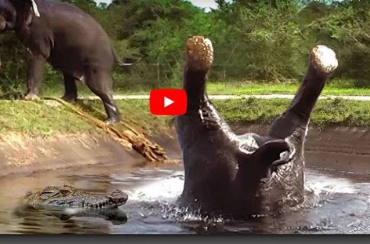 (영상) 발 헛디딘 코끼리 마중나온 악어